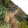 Plants: image 96 Of 208 Thumb